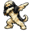 Dabbing Afghan Greyhound