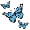 Blue butterflies