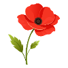 Mohnblume