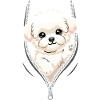 Bichon Fris looks through zipper