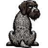 German Wirehaired German Wirehaired Owner