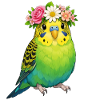 Budgerigar