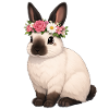 Californian Rabbit