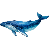 Blauer Wasserwal Aquarell