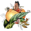 Butterflies on an orange