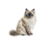 Birman Cat Therapy