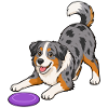 Australian Shepherd mit lila Frisbee