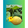 Yellow zucchini with blossom