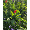 Tulips in the spring garden