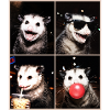 Opossums Opossum