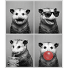 Opossums Opossum