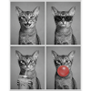 Cats Abyssinian Cat