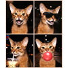 Cats American Bobtail Cat