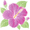 Purple Hibiscus Flower with Buds Illustration