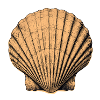 Coquillage de mer
