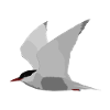 Whiskered Tern