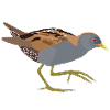 Chick Crake