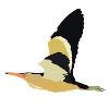 Little Bittern