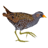 Spotted Crake