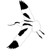 Elegant Avocet