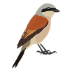 Red-backed Shrike