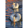 Swans in a play of colours