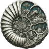 Ammonite Fossil Prehistoric Reef Cutaway