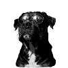 City view dog with sunglasses
