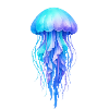 Blue jellyfish spirit