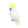 White Cockatoo Yellow Comb