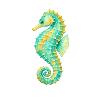 Hippocampe aquarelle