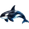 Ozeanischer Orca Aquarell