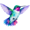 Colibri arc-en-ciel aquarelle