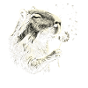 Dandelion Beaver Dream
