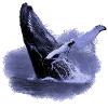 Humpback whale in the sea