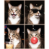 Cats American Bobtail Cat