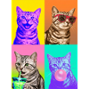Cats American Shorthair Cat