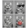 Katzen American Curl Katze