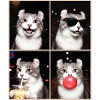 Katzen American Curl Katze