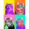 Cats American Curl Cat