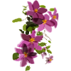 Purple Clematis – Floral Illustration