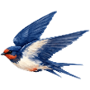 Water-coloured blue swallow