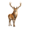 Waldhirsch Aquarell