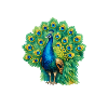 Magnificent peacock