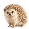 Water-coloured hedgehog cuddle motif