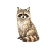 Raccoon in the dream forest