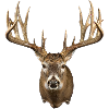 Deer Head with Majestic Antlers
