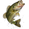 Bass in dynamic jump