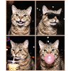 Cats, American, Wirehaired, Cat