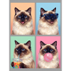 Cats Balinese Cat